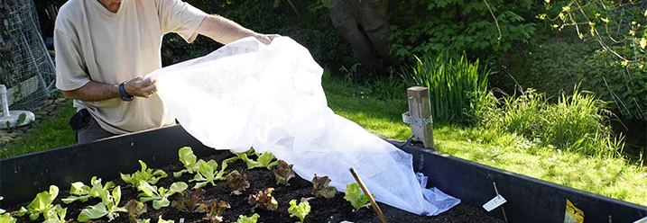 Person deckt Salatsetzlinge mit Vlies ab